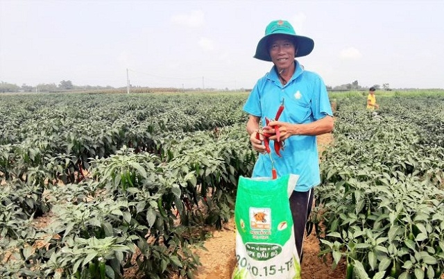 Cánh đồng ớt ở thôn Lệ Bắc (Ảnh:TL)