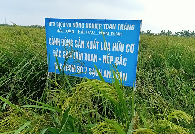 Cánh đồng sản xuất lúa hữu cơ đặc sản tám xoan - nếp bắc của HTX Toàn Thắng
