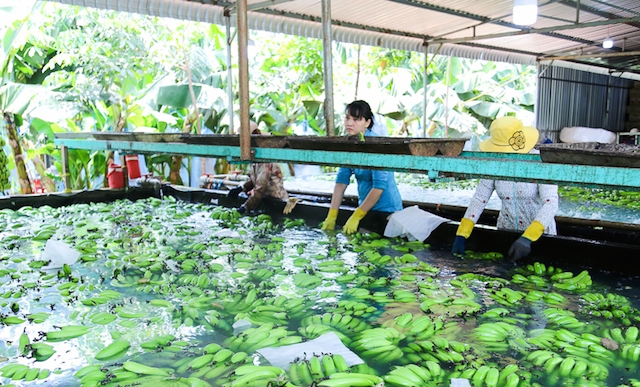 Quy trình chuẩn XK chuối ở HTX Quyết Tiến (Ảnh: Tư liệu)