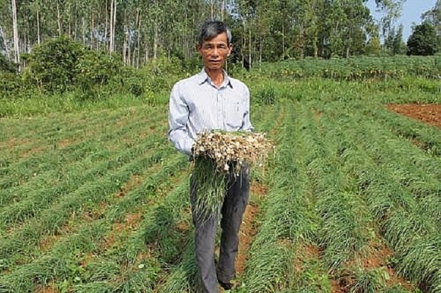 Mô hình trồng nén đem lại hiệu quả kinh tế cao cho người dân Bình Sơn (Ảnh:TL)