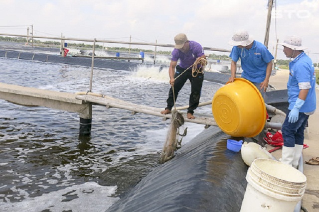 Tham gia chuỗi liên kết sẽ thúc đẩy tiêu thụ hàng hóa bền vững (Ảnh: TL)
