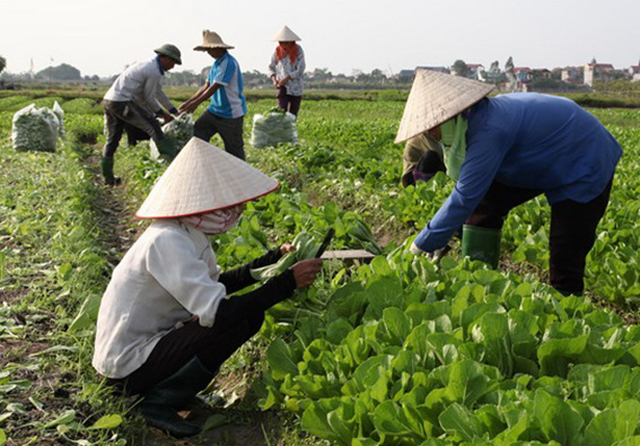 Nhiều HTX xây dựng chuỗi liên kết tiêu thụ nông sản để cung cấp thực phẩm đến người tiêu dùng (Ảnh: TL)