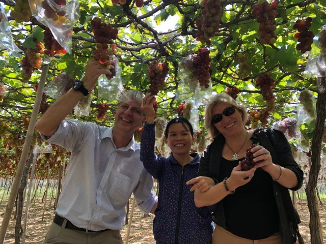 Cán bộ dự án VCED thăm vườn nho áp dụng túi bao trái của HTX (Ảnh: TL)