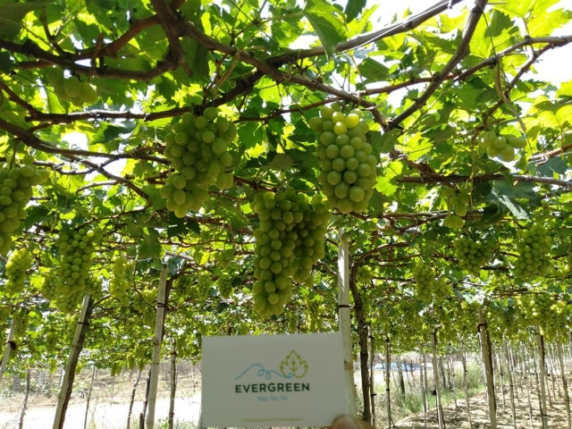 Vườn nho canh tác theo tiêu chuẩn VietGAP của HTX (Ảnh: TL)