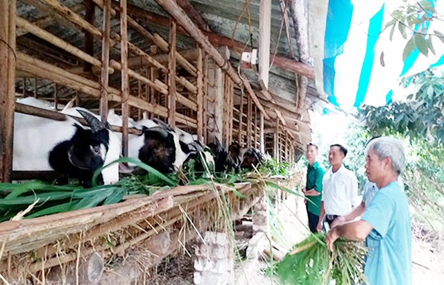 HTX Hồng Kỳ là điểm tựa cho các hộ chăn nuôi (Ảnh TL)