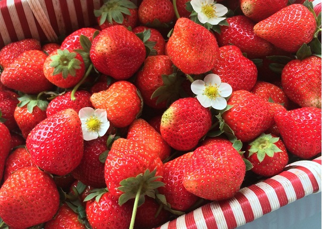 Sản xuất dâu tây vẫn còn tiềm năng rất lớn