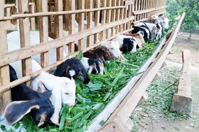 Mô hình nuôi dê đang mở hướng làm giàu cho người dân xã Hồng Kỳ (Ảnh Tư liệu)