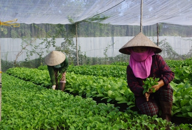 Sản phẩm rau an toàn ở Ninh Đông có đầu ra ổn định nhờ liên kết với các siêu thị (Ảnh: TL)