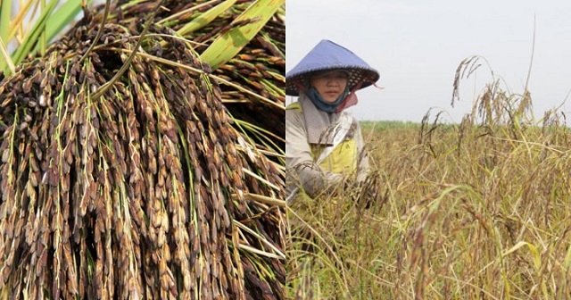 Gạo lúa đen được nhiều người biết đến và sẵn sàng mua với giá cao hơn gấp 1,5 - 2 lần so với giá gạo thông thường (Ảnh: TL)