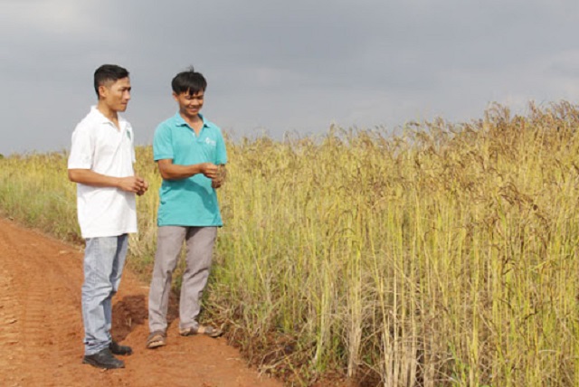 Lúa đen được một số đơn vị quan tâm phát triển thành một loại hàng hóa đặc sản, trong đó có HTX Giảm nghèo Ea Súp (Ảnh: Tư liệu)