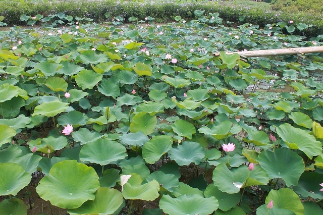 Trồng sen mang lại thu nhập cao hơn 3 - 4 lần so với trồng lúa