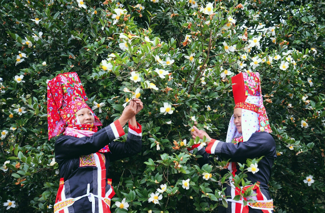 Nuôi ong gắn với trồng cây sở góp phần giảm nghèo cho bà con dân tộc thiểu số huyện Bình Liêu (ảnh TL)