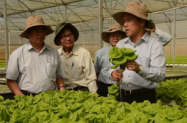 Nhiều mô hình nông nghiệp cao có hiệu quả góp phần tạo công ăn việc làm, nâng cao thu nhập cho người dân (Ảnh: TL)