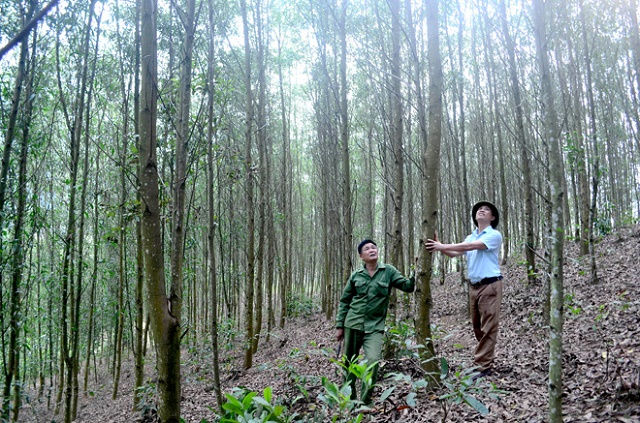 Anh Nịnh Văn Lìn (đội mũ) là người tiên phong trong trồng rừng FSC ở xã Tiến Bộ (Ảnh: Tư liệu)