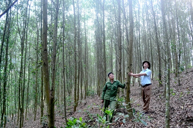 Anh Nịnh Văn Lìn (đội mũ) là người tiên phong trong trồng rừng FSC ở xã Tiến Bộ (Ảnh: Tư liệu)
