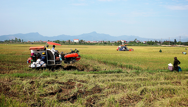 Các HTX nông nghiệp hoạt động hiệu quả và đóng vai trò quan trọng trong chương trình xây dựng nông thôn mới của tỉnh Quảng Bình (Ảnh: TL)