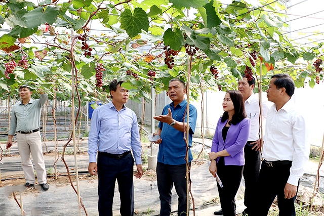 Các HTX trên địa bàn tỉnh đang đẩy mạnh liên kết với doanh nghiệp để phát triển sản xuất lớn (Ảnh: Tư liệu)