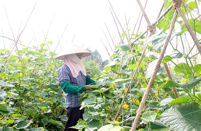 Liên kết sản xuất lớn giúp HTX đảm bảo lợi ích cho thành viên (Ảnh TL)