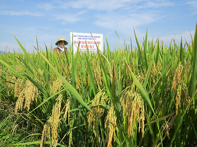 Liên kết sản xuất giúp nông sản trở thành hàng hoá có giá trị (Ảnh: TL)