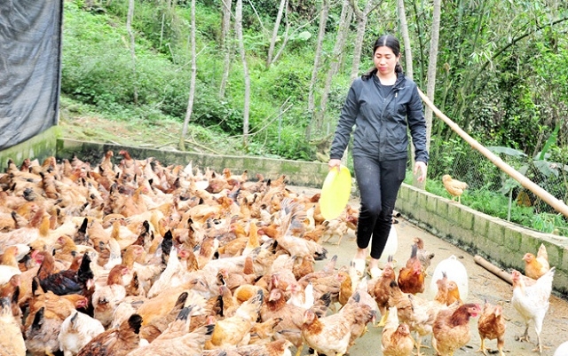 Mô hình chăn nuôi gà đã giúp chị Nông Thị Hằng vươn lên thoát nghèo (Ảnh: TL)