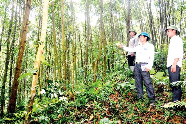 Trồng rừng theo chuẩn FSC giúp giá trị của gỗ được nâng tầm (Ảnh: TL)