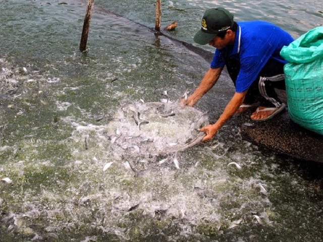 Với cách làm an toàn, hiệu quả, HTX thu lãi hàng chục tỷ đồng mỗi năm (Ảnh: TL)