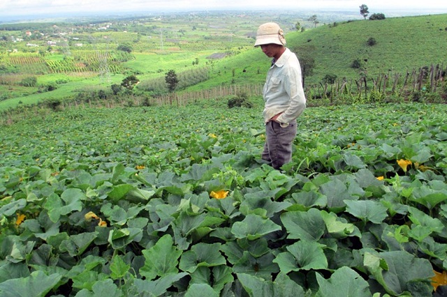 Trồng bí đỏ giúp bảo vệ môi trường, thích ứng với biến đổi khí hậu (Ảnh: TL)