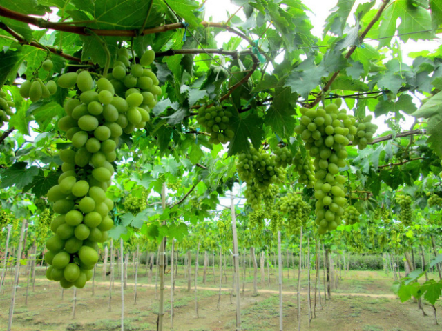 Nhiều HTX đã mạnh dạn đầu tư trồng và phát triển cây nho theo hướng sản xuất hàng hóa (ảnh TL)