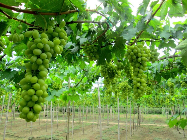 Nhiều HTX đã mạnh dạn đầu tư trồng và phát triển cây nho theo hướng sản xuất hàng hóa (ảnh TL)