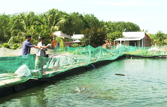 Mô hình nuôi cá lóc tại HTX Phước Ninh giúp người dân, thành viên nâng cao thu nhập, giảm nghèo bền vững (Ảnh: TL)