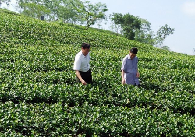 Chè xanh Yên Kỳ là sản phẩm đầu tiên của huyện Hạ Hòa được công nhận nhãn hiệu tập thể (Ảnh: TL)