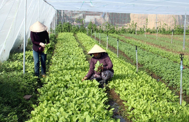 Toàn huyện Củ Chi hiện có 32 HTX trong lĩnh vực nông nghiệp (ảnh: Tư liệu)