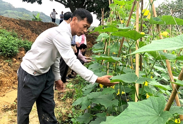 HTX có trên 30 ha dưa chuột liên kết với các hộ dân trong và ngoài xã (Ảnh: TL)