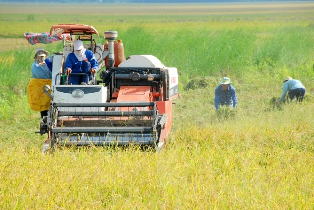 Nông dân thu hoạch lúa Đông Xuân ở Kiên Giang (Ảnh: Internet)