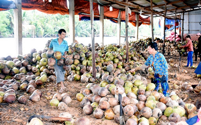 Sản xuất hữu cơ giúp nông dân chinh phục thị trường (Ảnh TL)