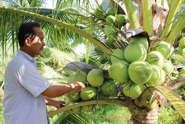 Người trồng dừa ở Mỏ Cày Nam đang đẩy mạnh sản xuất theo hướng hữu cơ (Ảnh Tư liệu)