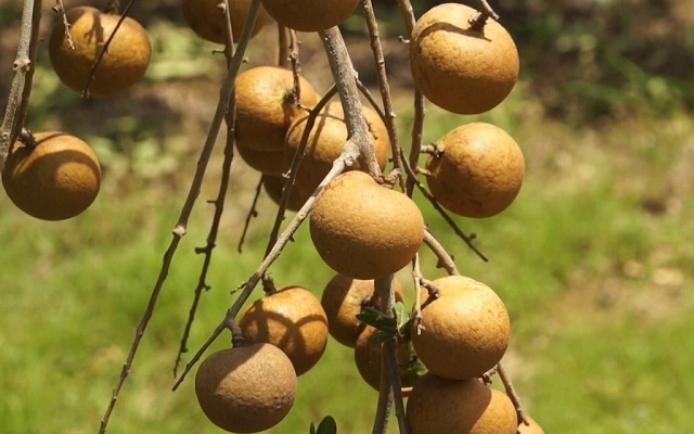 Thanh nhãn có ưu điểm trái to, cơm dày, hạt nhỏ, ráo nước và không bị bệnh chổi rồng (Ảnh: TL)