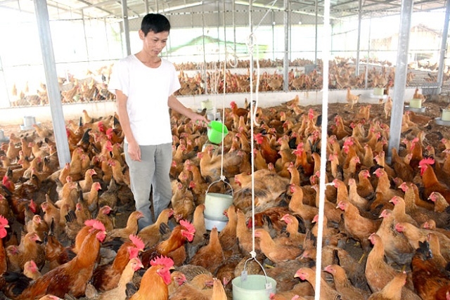 Trang trại của HTX Chăn nuôi và sản xuất giống gia cầm Minh Tâm (Ảnh: Tư liệu)