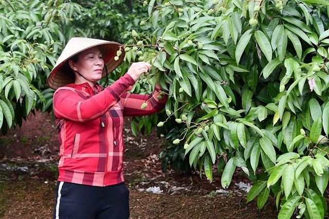 Nông dân Lục Ngạn chăm sóc cây vải