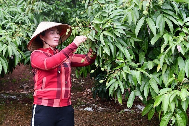 Nông dân Lục Ngạn chăm sóc cây vải