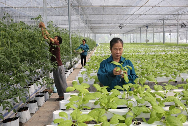 Một lao động của các HTX năm 2018 hưởng lương 3,84 triệu đồng/tháng (Ảnh: Tư liệu)
