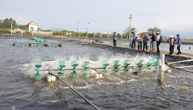 Dự án phát triển chuỗi giá trị sản xuất tôm bền vững - công bằng giúp các thành viên HTX thoát nghèo (Ảnh: Tư liệu)