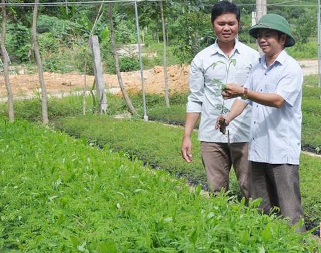 Năm 2019, HTX dịch vụ Nông lâm nghiệp và môi trường Sơn Hàm (Hương Sơn) có doanh thu trên 2,6 tỷ đồng, lợi nhuận gần 315 triệu đồng (Ảnh: TL)