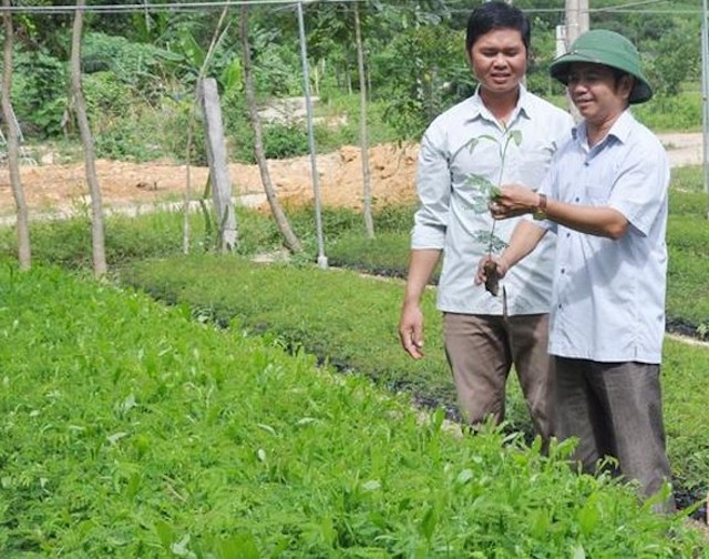 Năm 2019, HTX dịch vụ Nông lâm nghiệp và môi trường Sơn Hàm (Hương Sơn) có doanh thu trên 2,6 tỷ đồng, lợi nhuận gần 315 triệu đồng (Ảnh: TL)