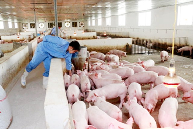 Các HTX đang là điểm tựa giúp các hộ chăn nuôi lợn phát triển theo chuỗi (Ảnh Tư liệu)