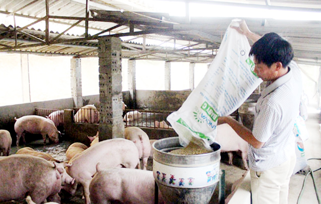 Phát triển theo chuỗi giúp các hộ chăn nuôi nâng cao hiệu quả sản xuất (Ảnh TL)