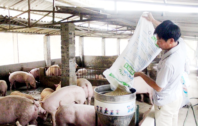 Phát triển theo chuỗi giúp các hộ chăn nuôi nâng cao hiệu quả sản xuất (Ảnh TL)