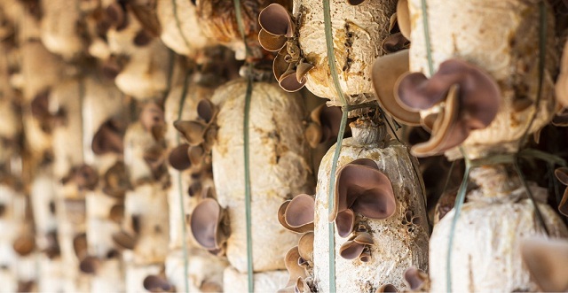 Mô hình trồng nấm của các HTX ngày càng phát triển (Ảnh: TL)