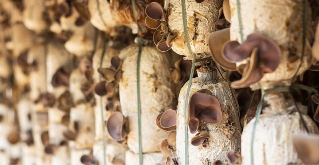 Mô hình trồng nấm của các HTX ngày càng phát triển (Ảnh: TL)