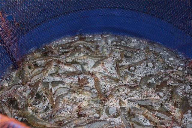 Nhờ được tập huấn kỹ thuật nên tỷ lệ nuôi tôm thành công luôn đạt cao (Ảnh: TL)